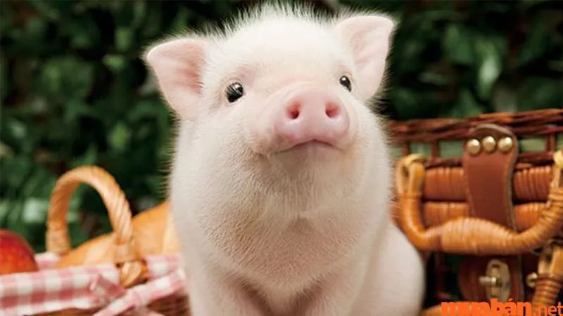 Nằm mơ thấy heo con đánh số gì​? Hé lộ vận may với con số đẹp